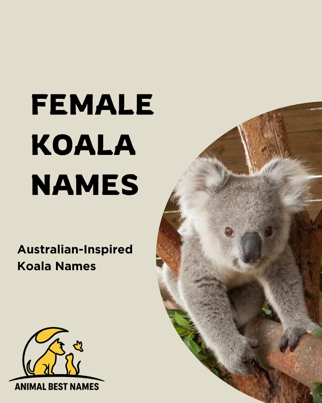 A gentle and cute female koala sitting gracefully on a eucalyptus branch, perfect for inspiring charming and unique names for female koalas or pets.