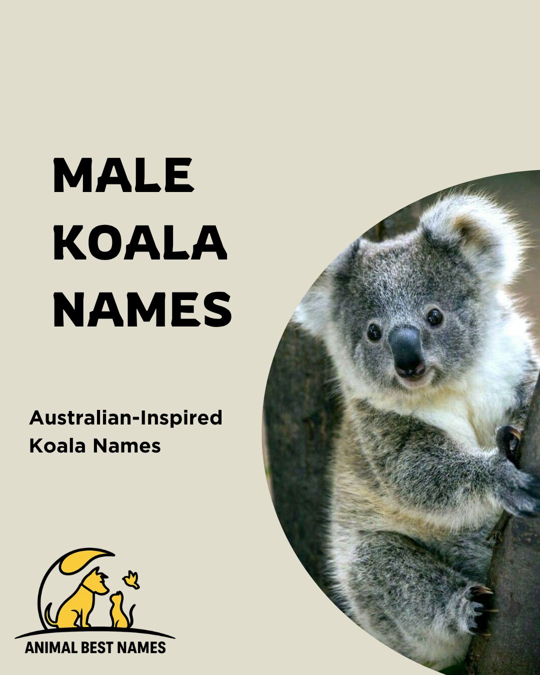 A strong and adorable male koala perched on a eucalyptus branch, perfect for inspiring unique and charming names for male koalas or pets.