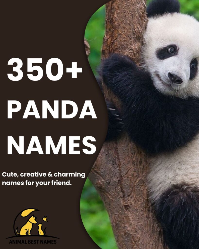 A cute and playful panda featured on the homepage, capturing attention and adding charm while representing the website’s theme or content.