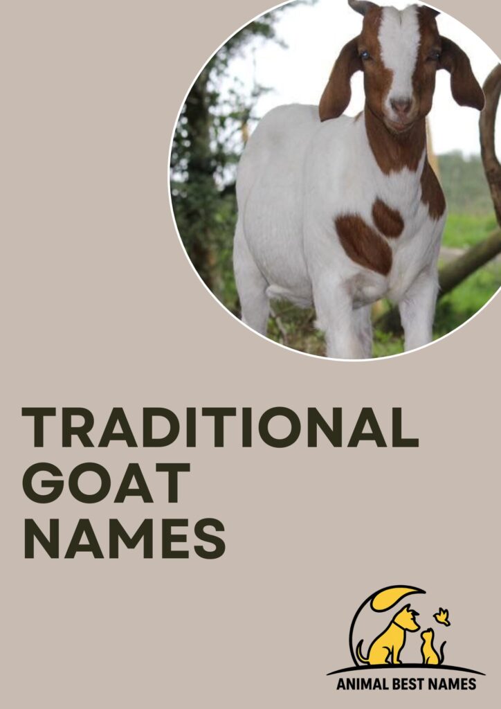 A classic and charming goat standing on a grassy field, perfect for inspiring traditional and timeless names for goats or pets.