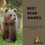 450+ Cool, Catchy & Best Bear Names [Ultimate List] - Animal Best Names