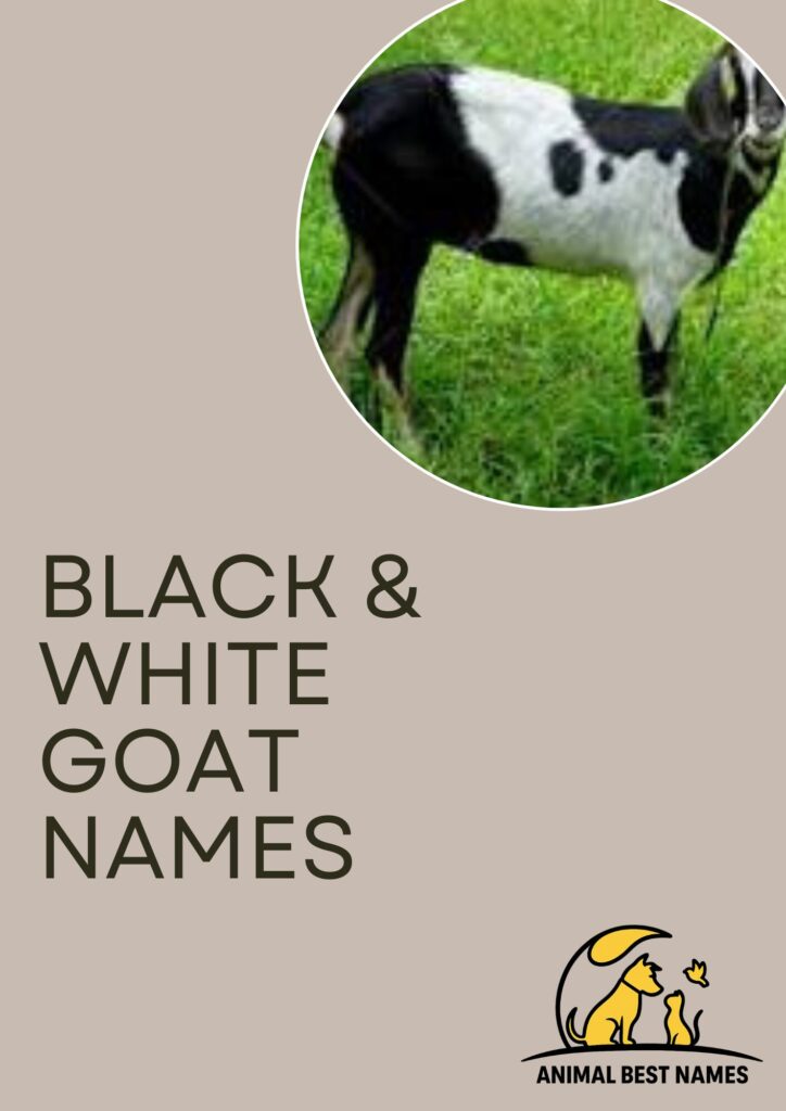 A striking black and white goat standing on a grassy field, perfect for inspiring unique and charming names for black and white goats or pets.