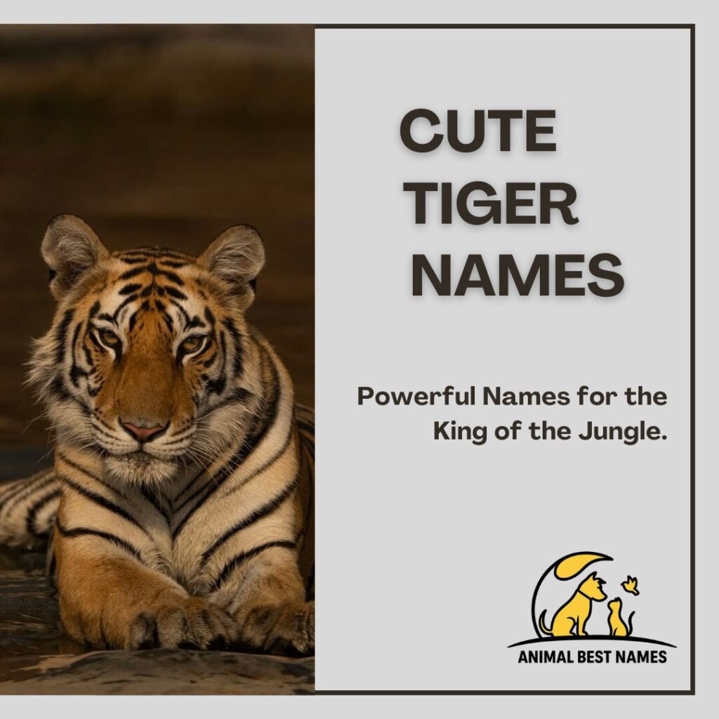 A fluffy and adorable tiger cub sitting in the grass, perfect for inspiring cute and charming names for tigers or pets.