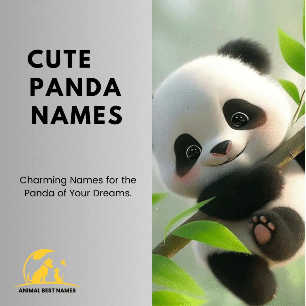 Top 350+ Panda Names: Unique, Cool, and Best Ideas