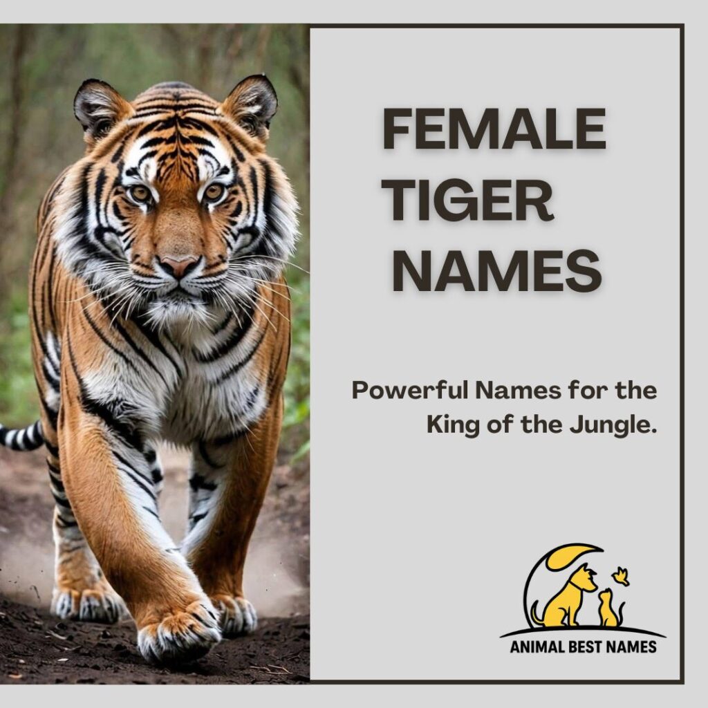 A graceful and powerful female tiger standing in the jungle, perfect for inspiring unique and strong names for female tigers or pets.
