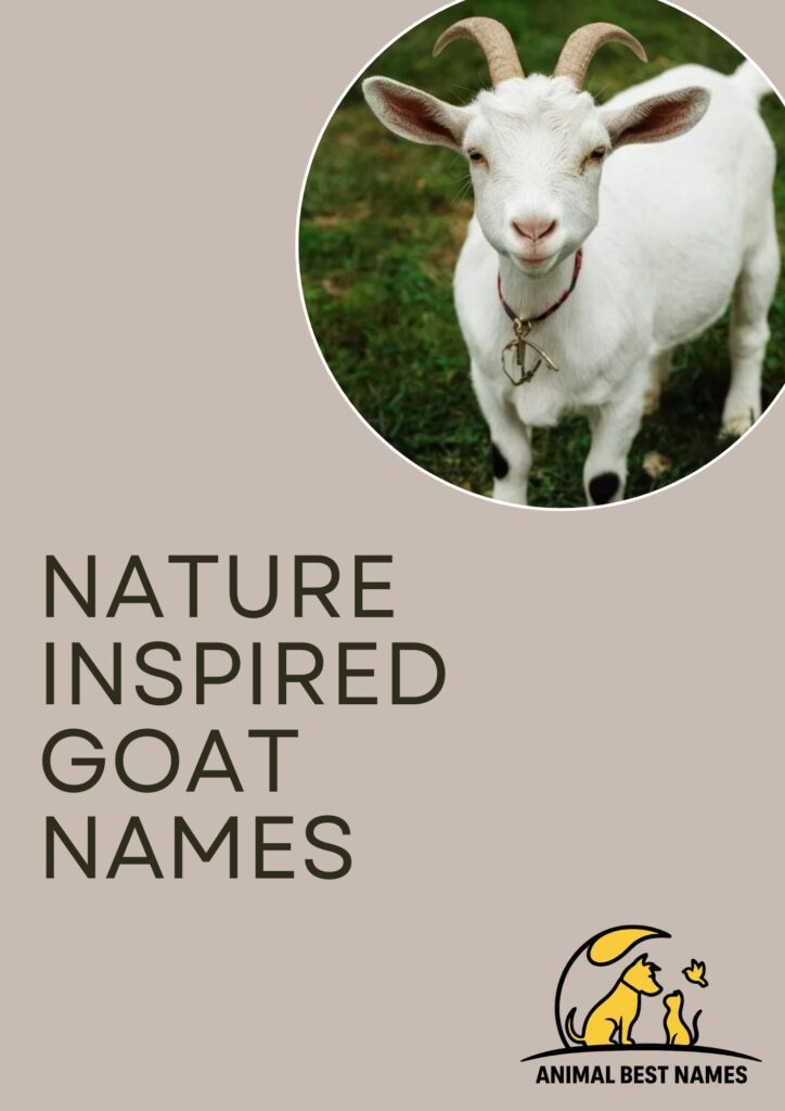 A goat standing peacefully in a lush natural setting, perfect for inspiring nature-inspired goat names.