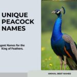 unique-peacock-names