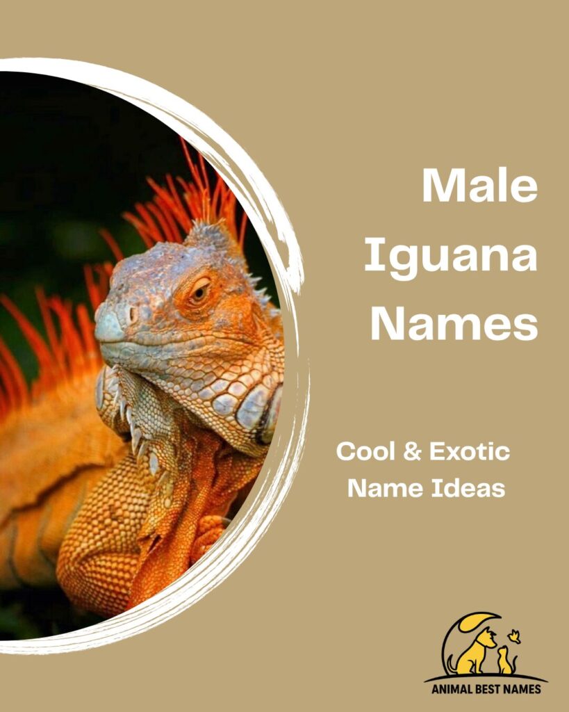 Male iguana names showcasing strong and unique name ideas for male iguanas.