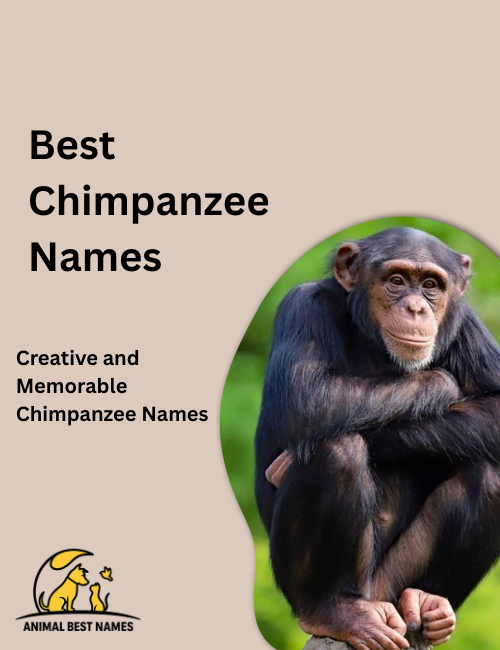Best chimpanzee names inspired by personality traits, natural behavior, and expressive facial features.