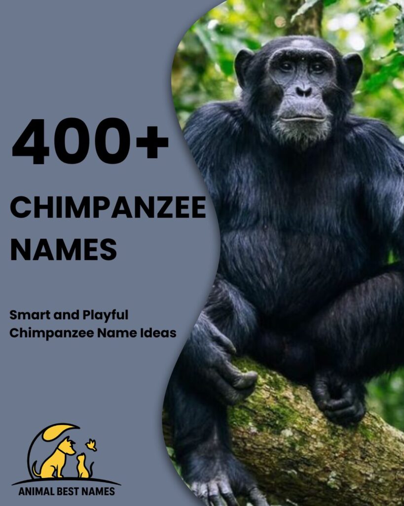 Chimpanzee names image showing chimpanzees with expressive faces, natural poses, and distinctive features.