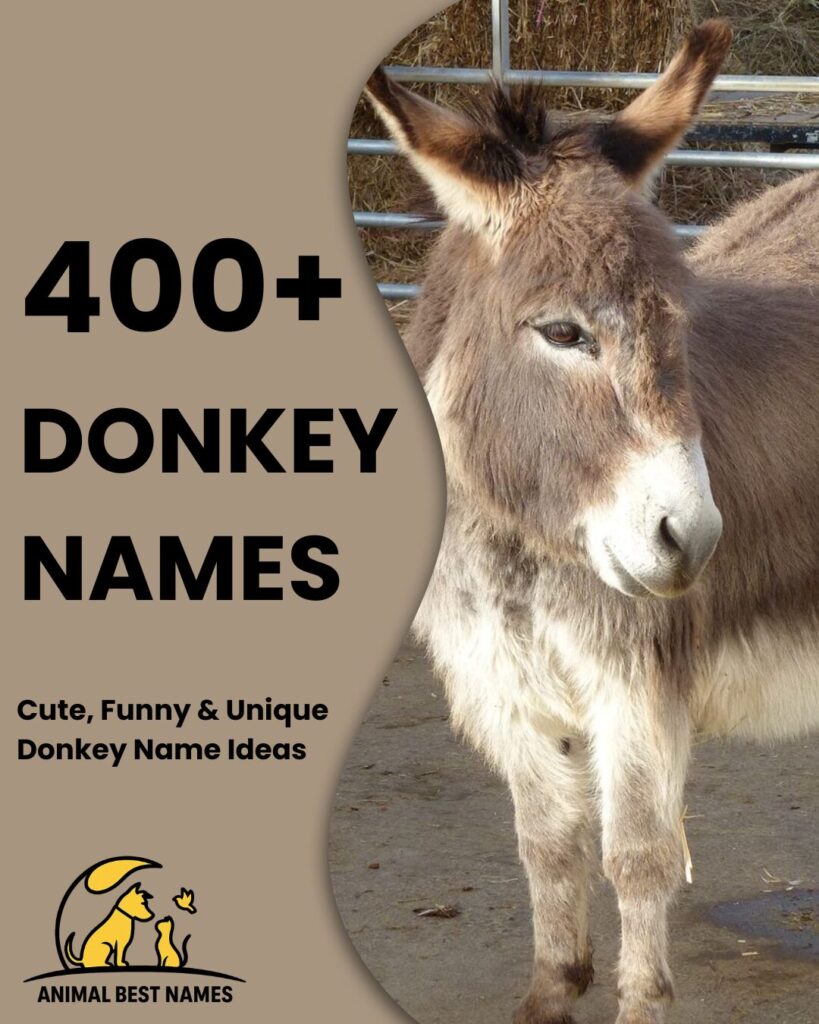 Donkey names image showing donkeys with expressive faces, distinct ears, and natural poses.