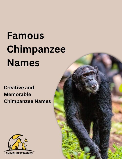 Famous chimpanzee names inspired by iconic individuals, recognisable faces, and well-known appearances.