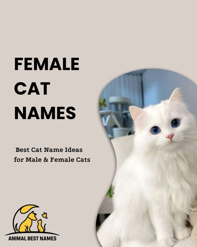 Female cat names that reflect elegance, charm, and unique personality.