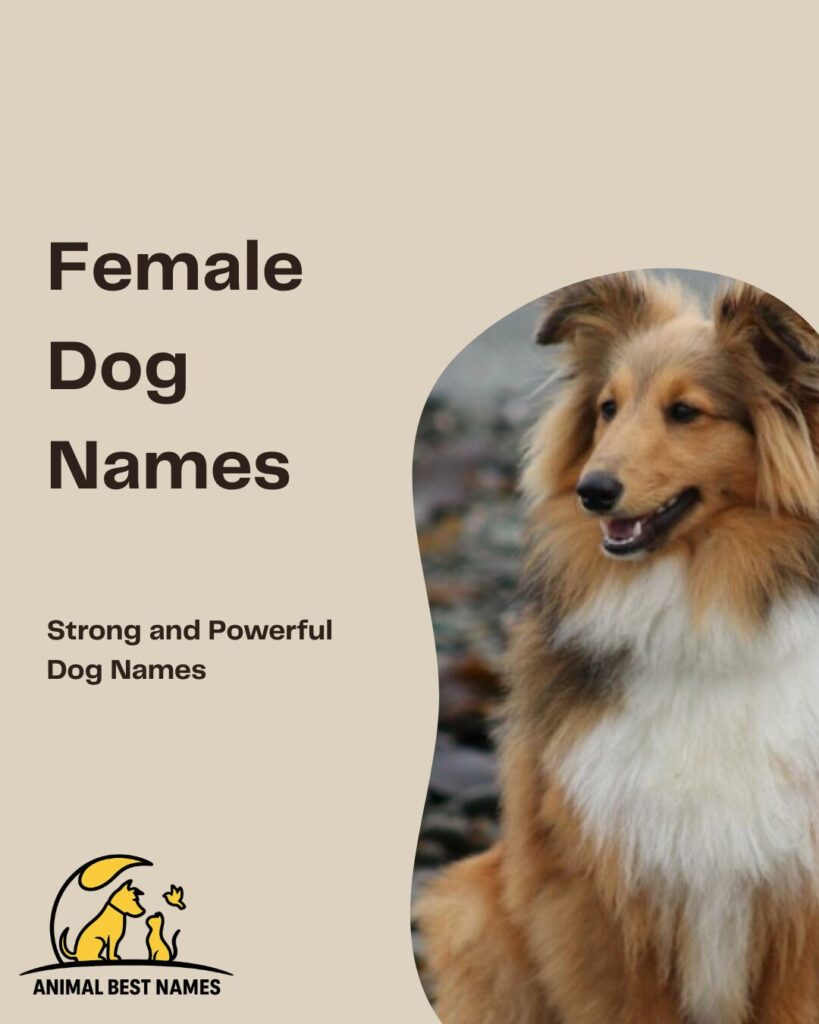 Female dog names that highlight charm, grace, and unique personality.