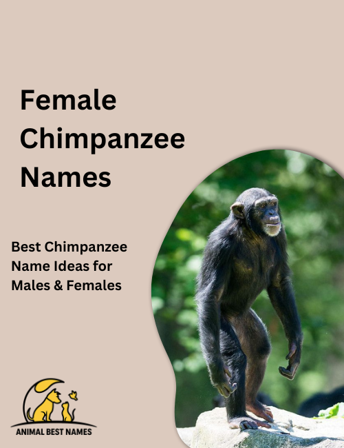 Female chimpanzee names inspired by personality, appearance, and gentle natural expressions.