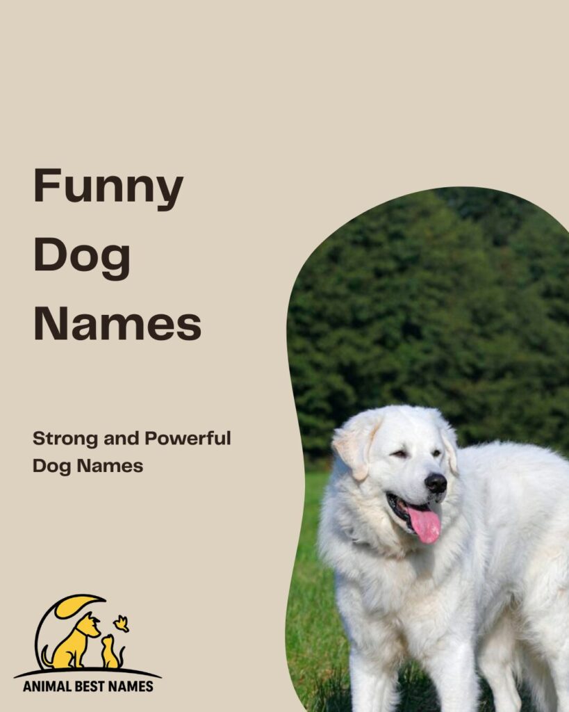 Funny dog names that bring humor, playfulness, and charm to your canine companion.