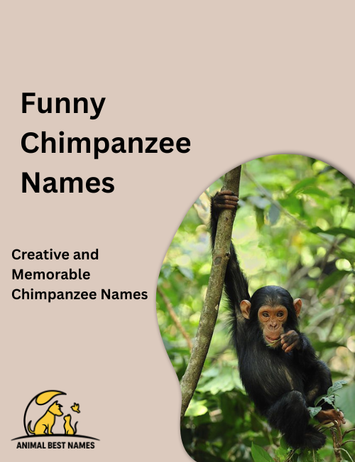 Funny chimpanzee names inspired by silly poses, playful behavior, and humorous facial expressions.