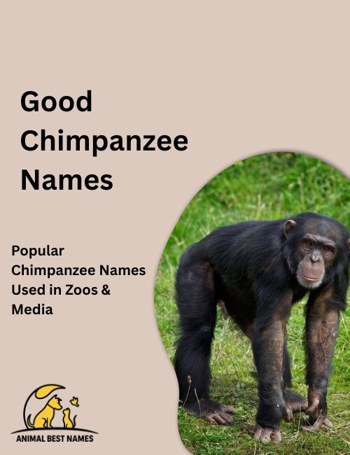 Good chimpanzee names inspired by friendly behavior, calm nature, and positive natural expressions.