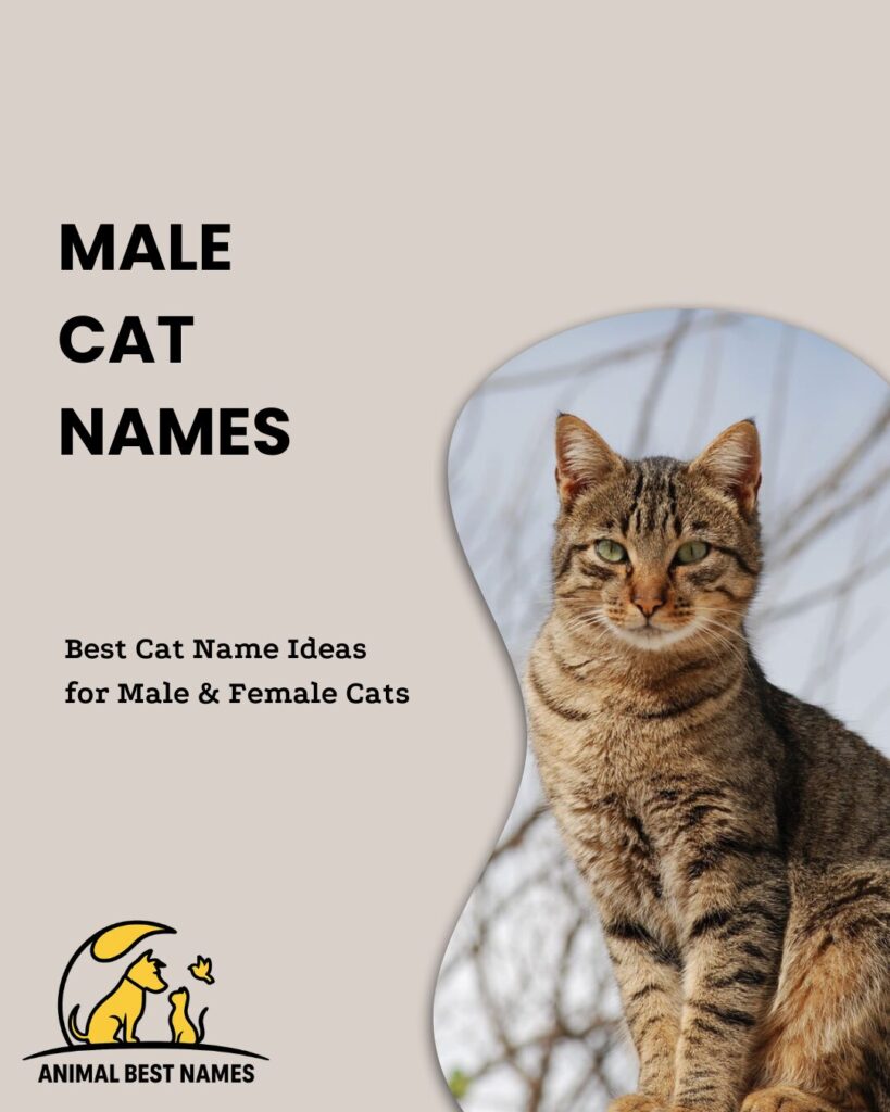 Male cat names that convey strength, charm, and distinctive personality.