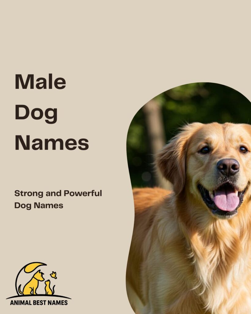 Male dog names that reflect strength, charisma, and distinctive personality.