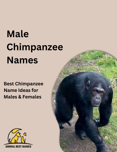 Male chimpanzee names inspired by strength, behavior, and expressive facial features.