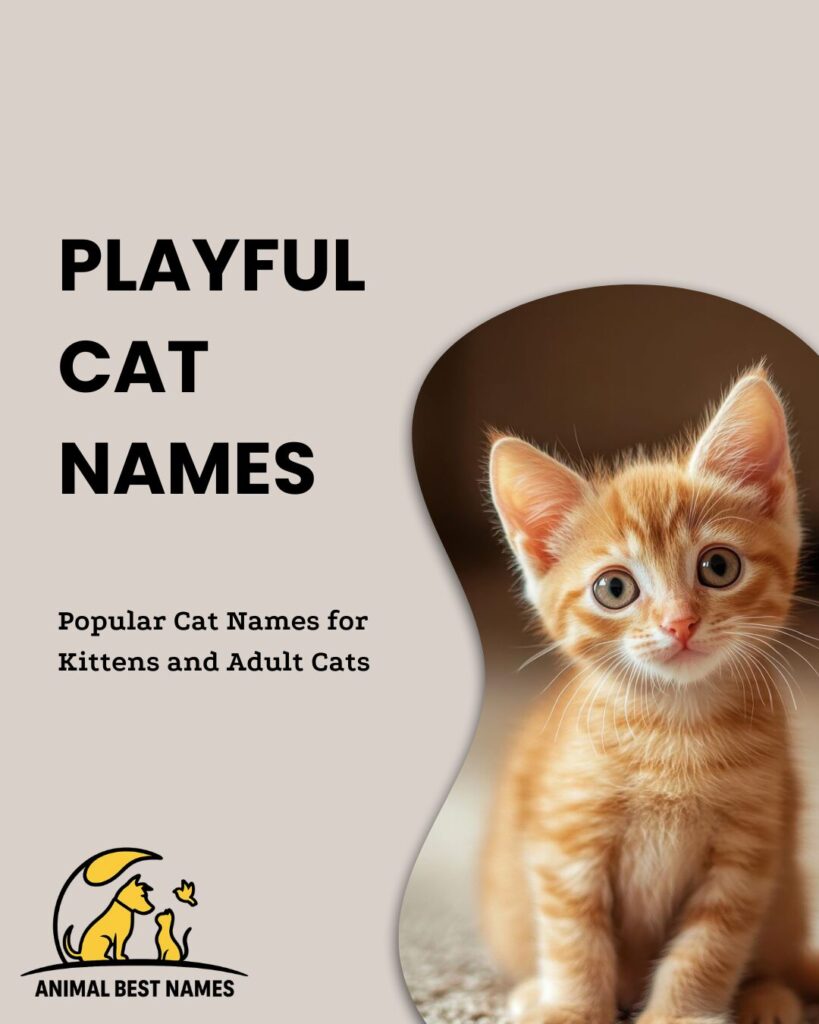 Playful cat names that convey fun, energy, and spirited personality.