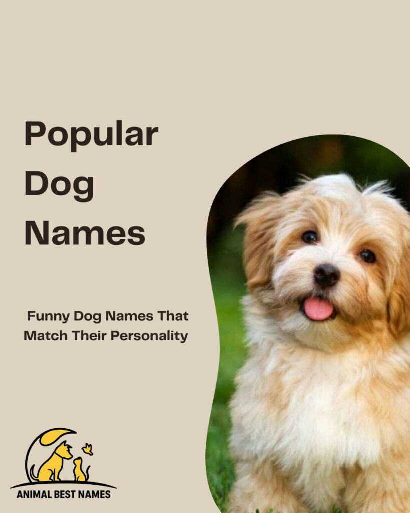 Popular dog names that reflect widespread charm, trendiness, and beloved qualities.