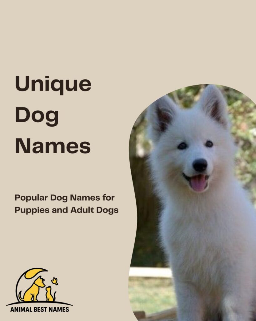 Unique dog names that highlight individuality, charm, and distinctive personality.