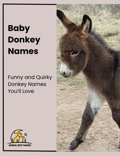 Adorable baby donkey names that highlight cuteness and charm.