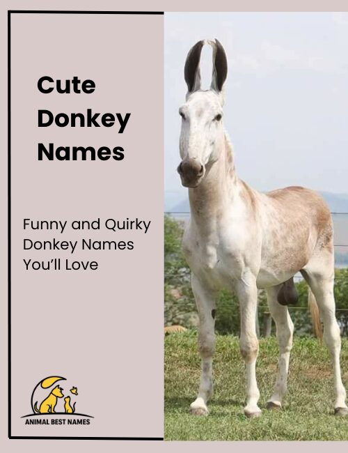 Cute donkey names that highlight charm, sweetness, and endearing personality.