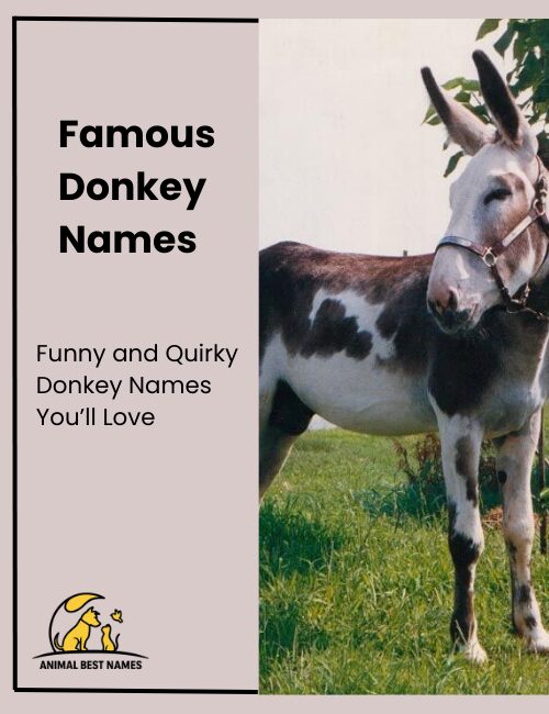 Famous donkey names inspired by well-known donkeys and iconic characters in popular culture.