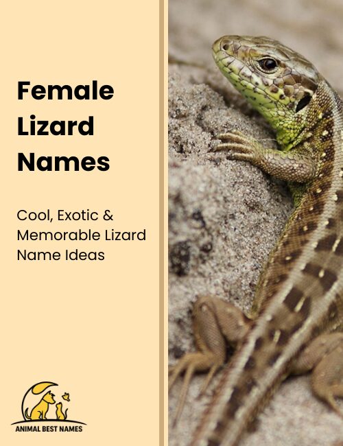 Female lizard names that emphasize grace, personality, and uniqueness.