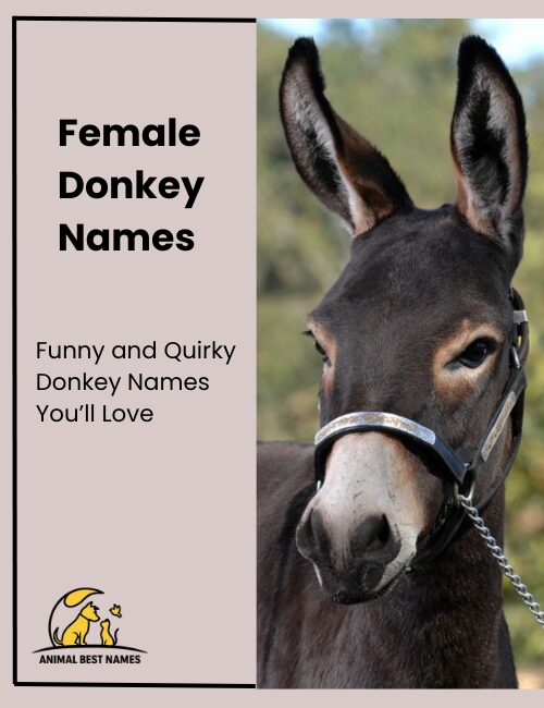 Female donkey names that reflect grace, charm, and personality.