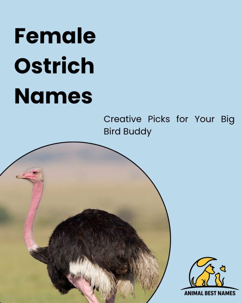 Female ostrich names highlighting elegant and charming name options for female ostriches.