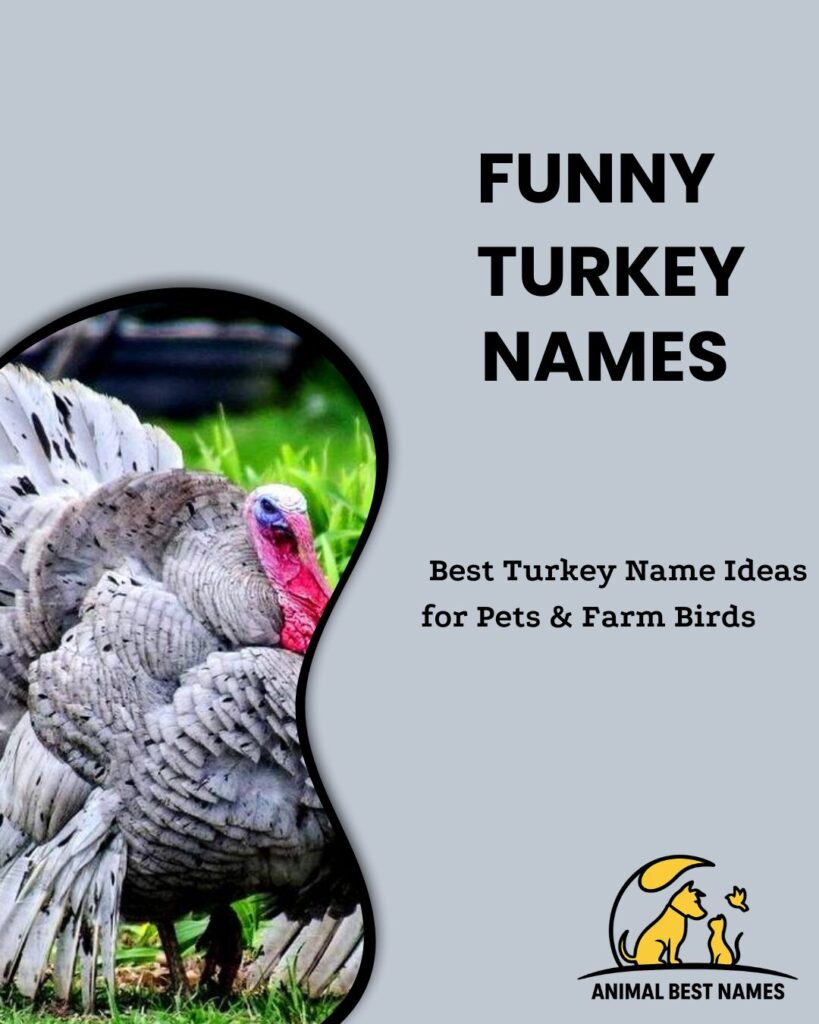 Funny turkey names that bring humor and whimsy to your turkey’s personality.