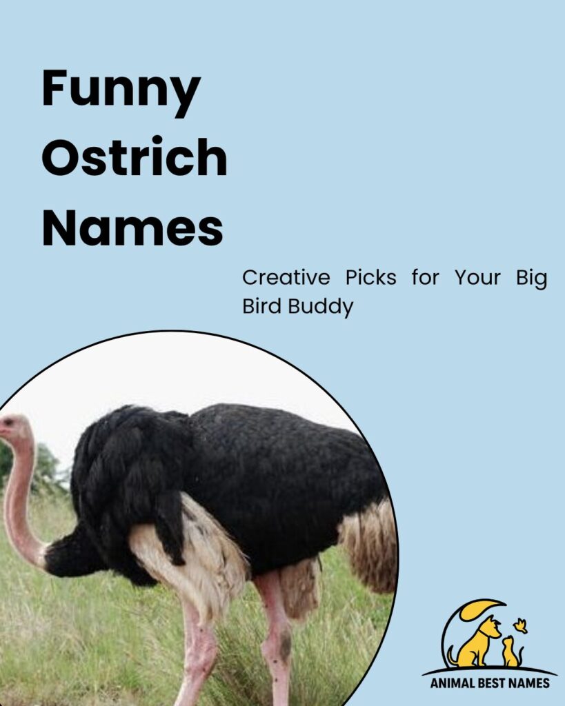 Funny ostrich names featuring humorous and playful name ideas for ostriches.