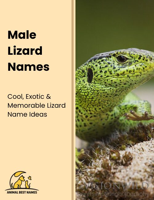 Male lizard names that highlight strength, charisma, and distinctive personality.
