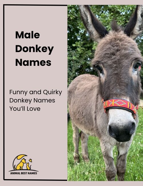 Male donkey names that convey strength, character, and charm.