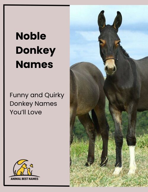 Noble donkey names that convey grace, dignity, and regal charm.
