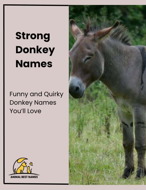 Strong and powerful donkey names that convey resilience and might.