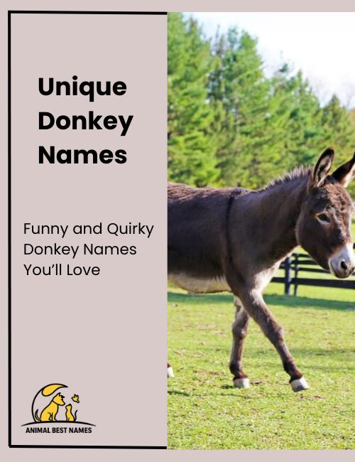 Unique donkey names that highlight individuality and distinct charm.