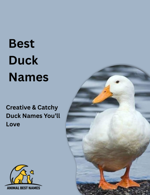 Best duck names image showcasing ducks with charming features, elegant postures, and distinctive personalities.