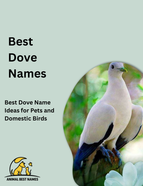 Best dove names image showcasing doves with elegant features, serene expressions, and graceful presence.