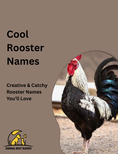 Stylish rooster with sleek feathers and confident stance, standing on a fence with a colorful sunrise in the background.