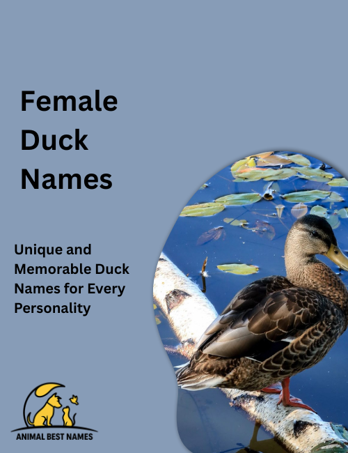 Female duck names image showcasing ducks with graceful features, gentle demeanor, and charming expressions.