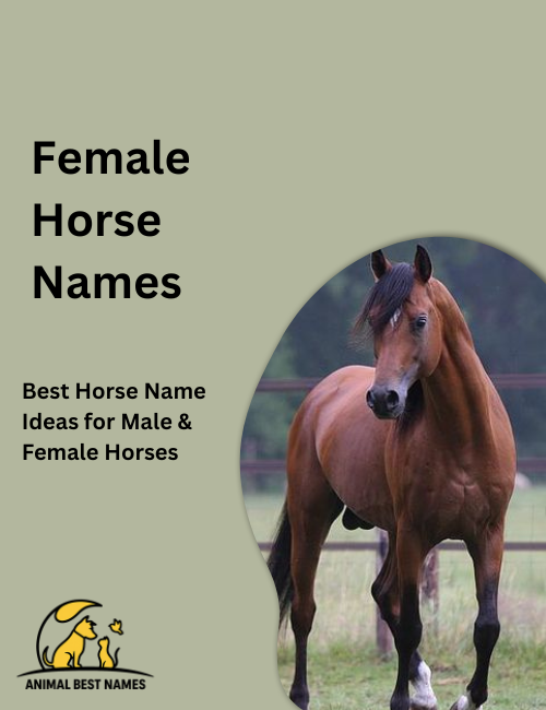 Graceful female horse with a flowing mane and gentle eyes, standing calmly in a green meadow under soft sunlight.