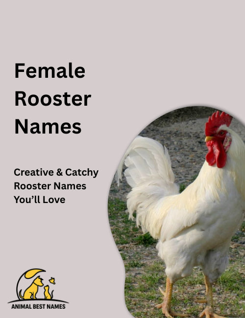 Graceful hen with smooth feathers and gentle eyes, standing calmly in a sunlit farmyard with green grass around.