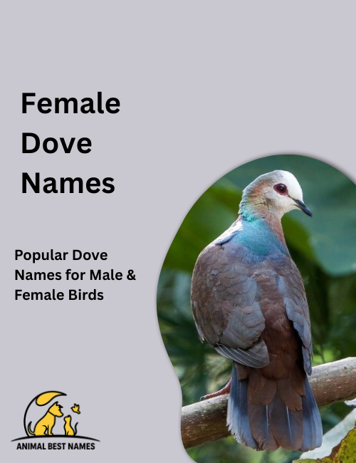 Female dove names image showing doves with gentle grace, soft feathers, and serene expressions.