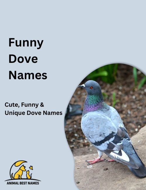 Funny dove names image showcasing doves with playful expressions, quirky poses, and humorous charm.