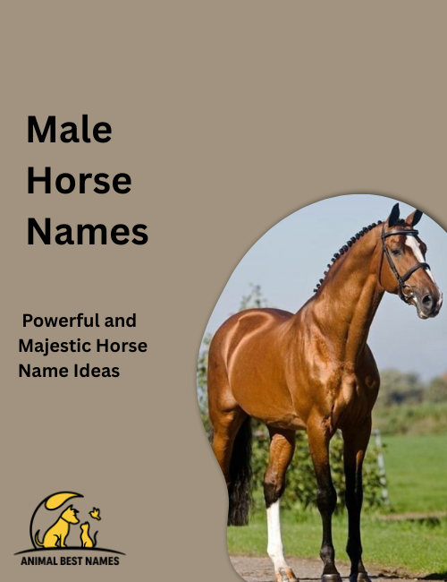 Strong male horse with a muscular build and shiny coat, standing proudly in a grassy field with sunlight highlighting its features.